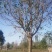 梓树小苗