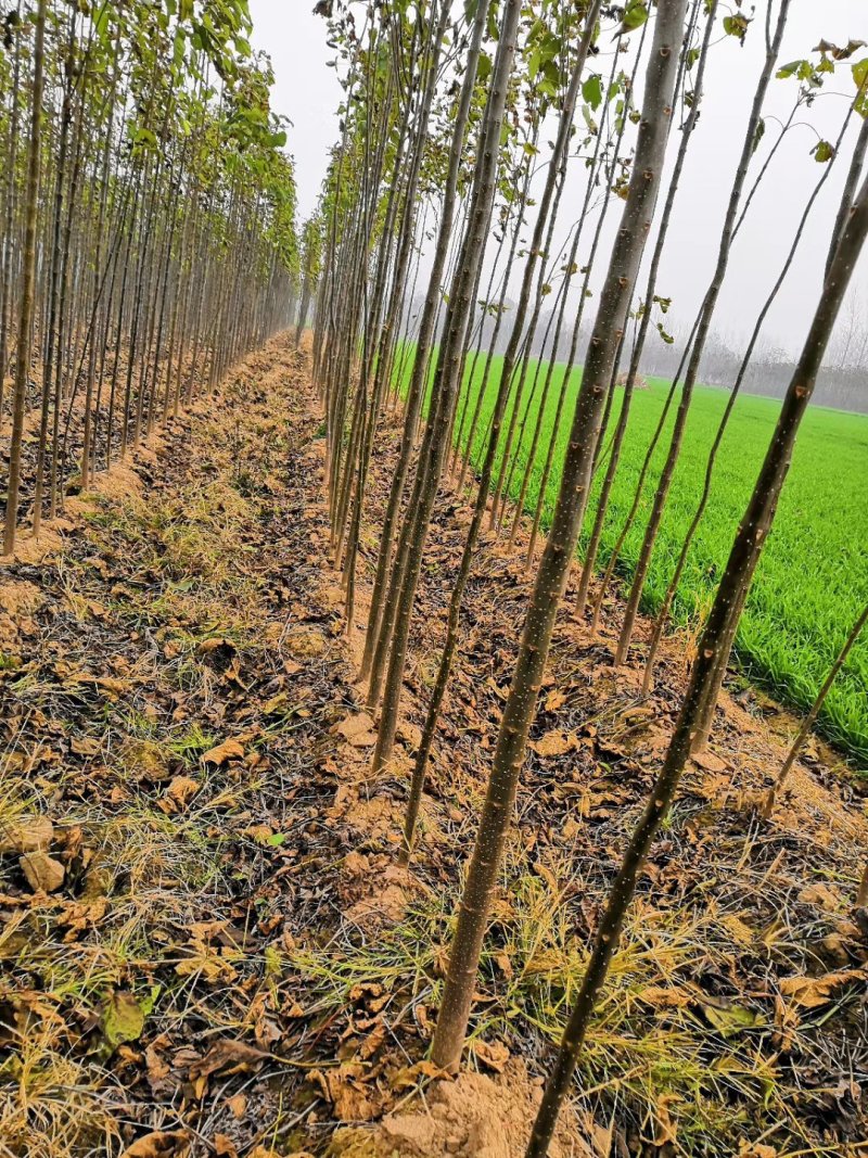 梓树小苗