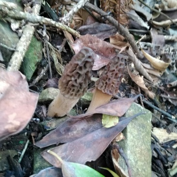 中药根茎类