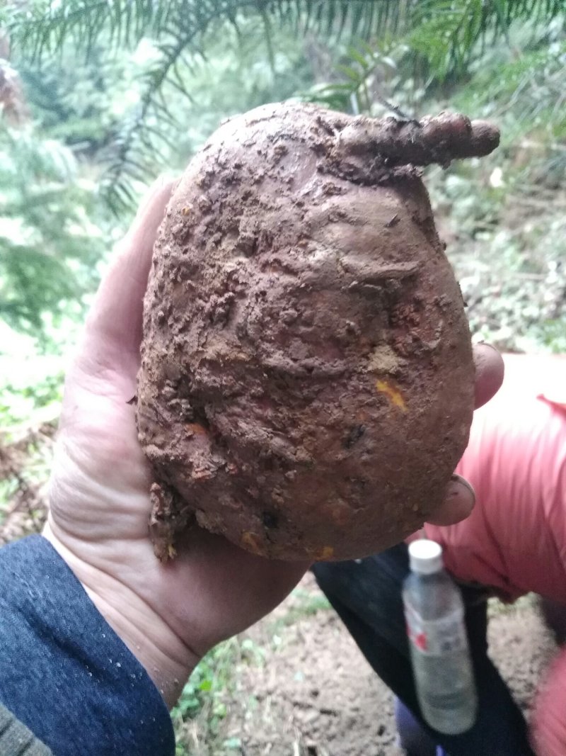 中药根茎类