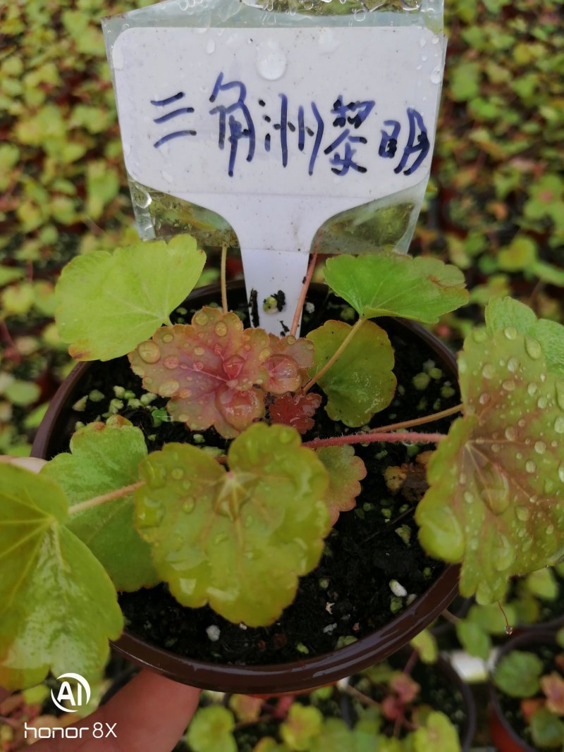 矾根植物，上海三角六黎明黄金斑马酒红巴黎之夜。