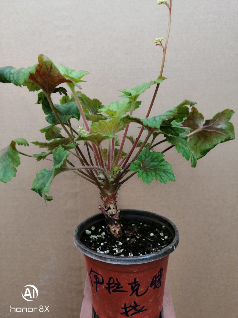 矾根植物，上海三角六黎明黄金斑马酒红巴黎之夜。