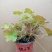 矾根植物，上海三角六黎明黄金斑马酒红巴黎之夜。