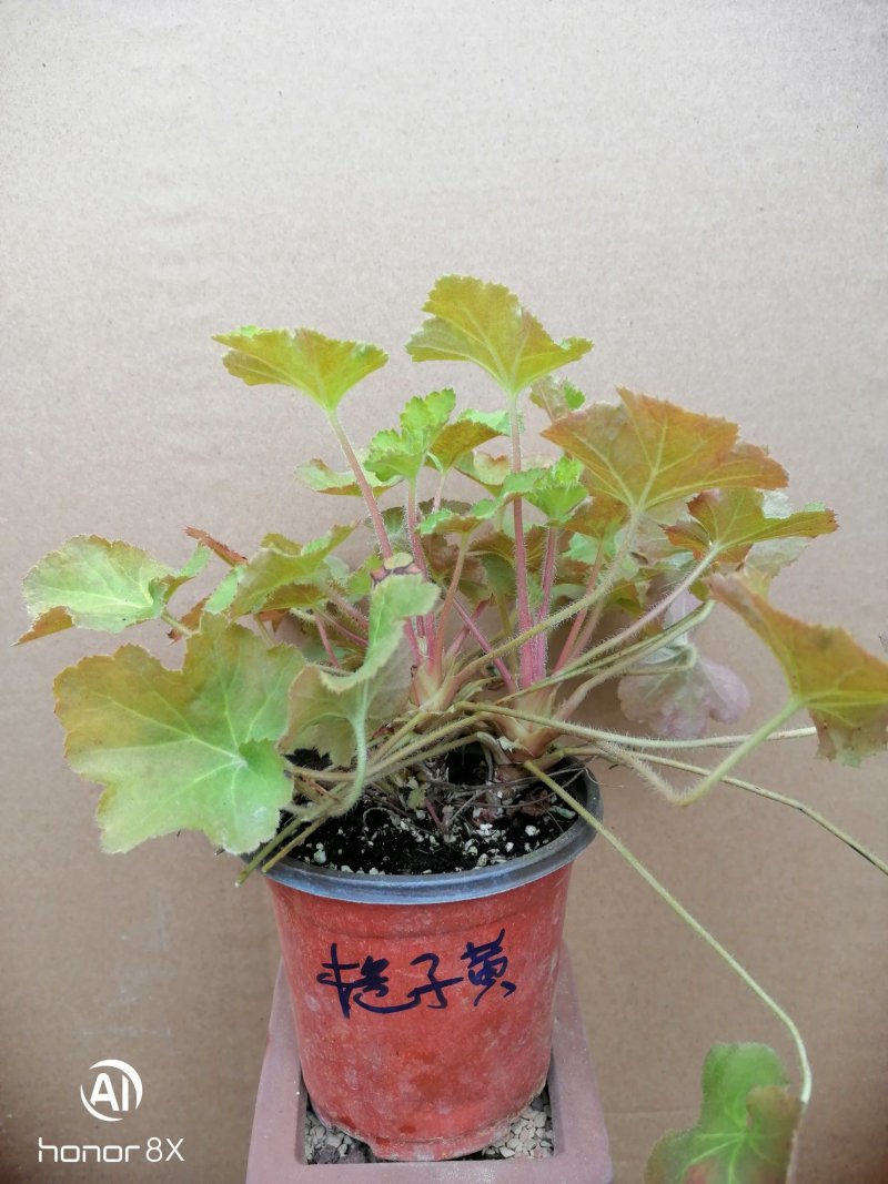 矾根植物，上海三角六黎明黄金斑马酒红巴黎之夜。