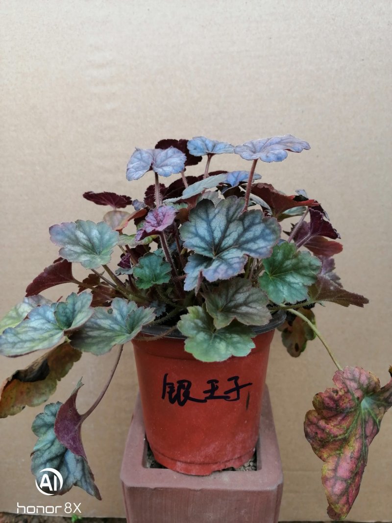 矾根植物，上海三角六黎明黄金斑马酒红巴黎之夜。