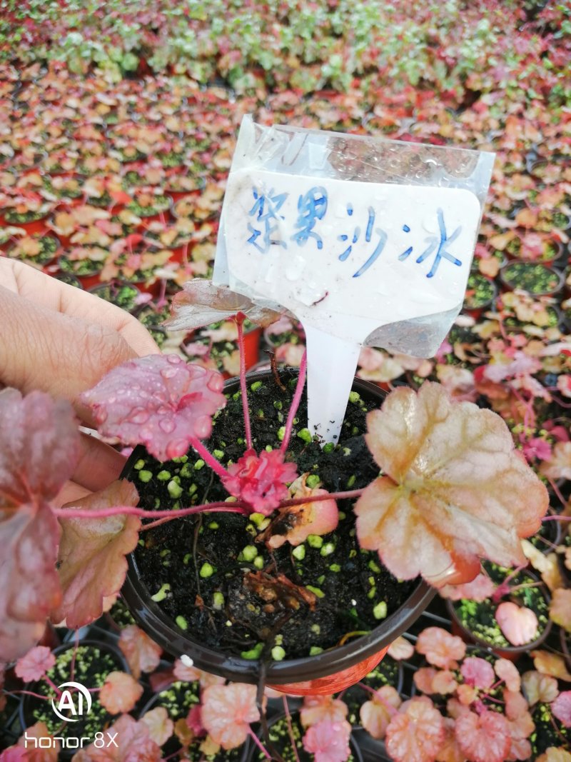 矾根植物，上海三角六黎明黄金斑马酒红巴黎之夜。