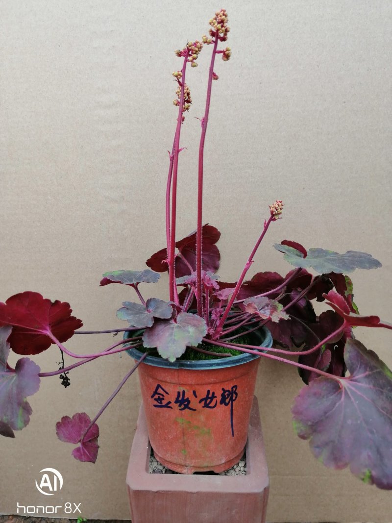 矾根植物，上海三角六黎明黄金斑马酒红巴黎之夜。