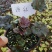 矾根植物，上海三角六黎明黄金斑马酒红巴黎之夜。