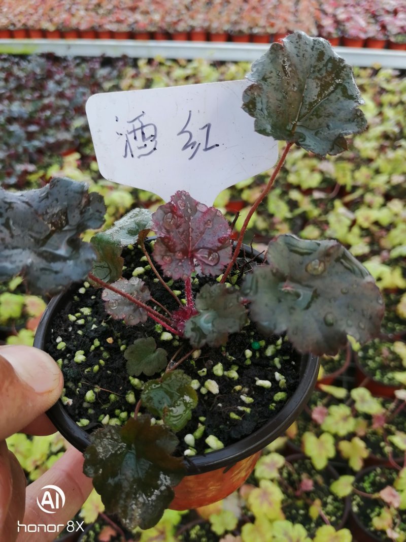 矾根植物，上海三角六黎明黄金斑马酒红巴黎之夜。