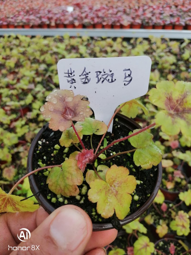 矾根植物，上海三角六黎明黄金斑马酒红巴黎之夜。