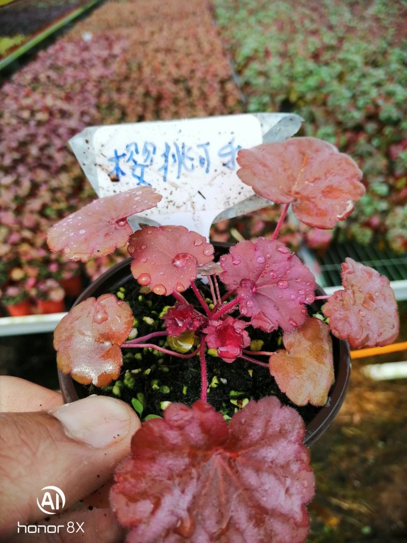 矾根植物，上海三角六黎明黄金斑马酒红巴黎之夜。