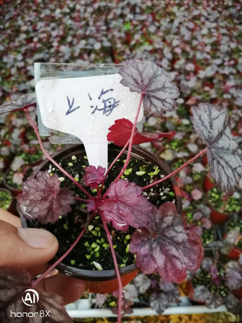 矾根植物，上海三角六黎明黄金斑马酒红巴黎之夜。