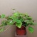 矾根植物，上海三角六黎明黄金斑马酒红巴黎之夜。