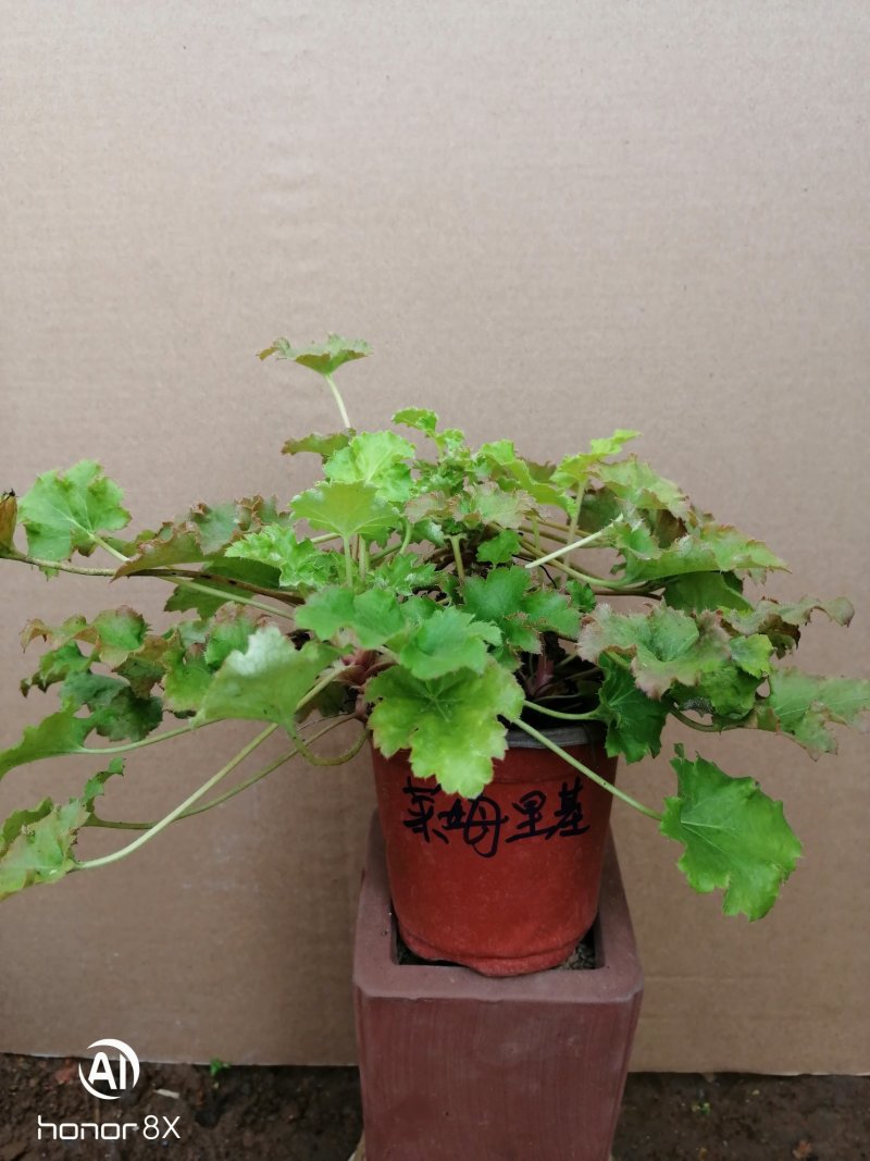 矾根植物，上海三角六黎明黄金斑马酒红巴黎之夜。