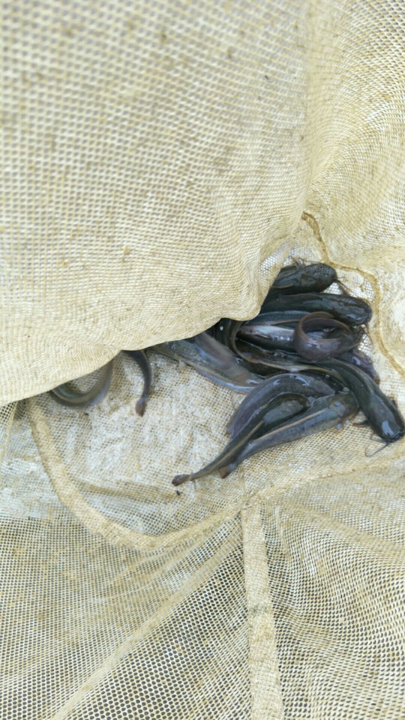 埃及塘角苗/革胡子鲶/埃及塘鲺苗