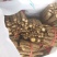 桐树根速生新品种9501一年新根成活率高生长速度快
