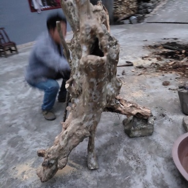 腊梅紫薇老桩精品喜欢的私聊