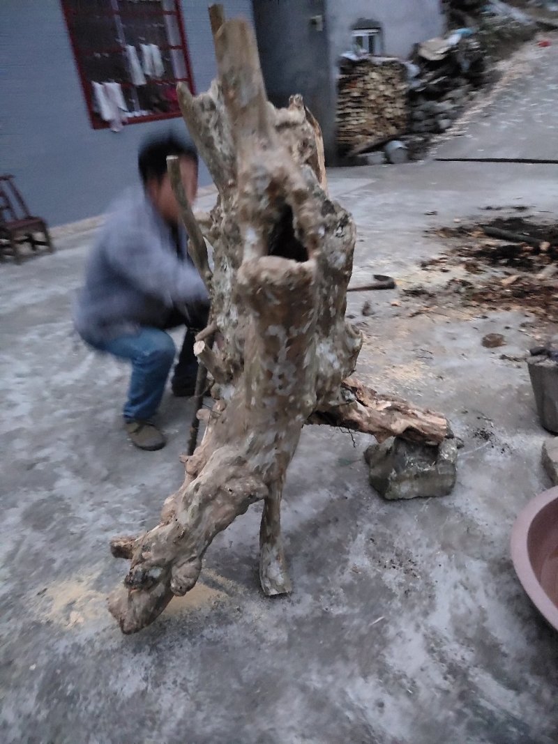 腊梅紫薇老桩精品喜欢的私聊