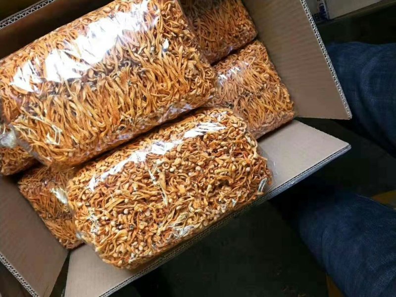 【中粗排草】虫草花干货金虫草蛹虫草北虫草菌菇产地批发