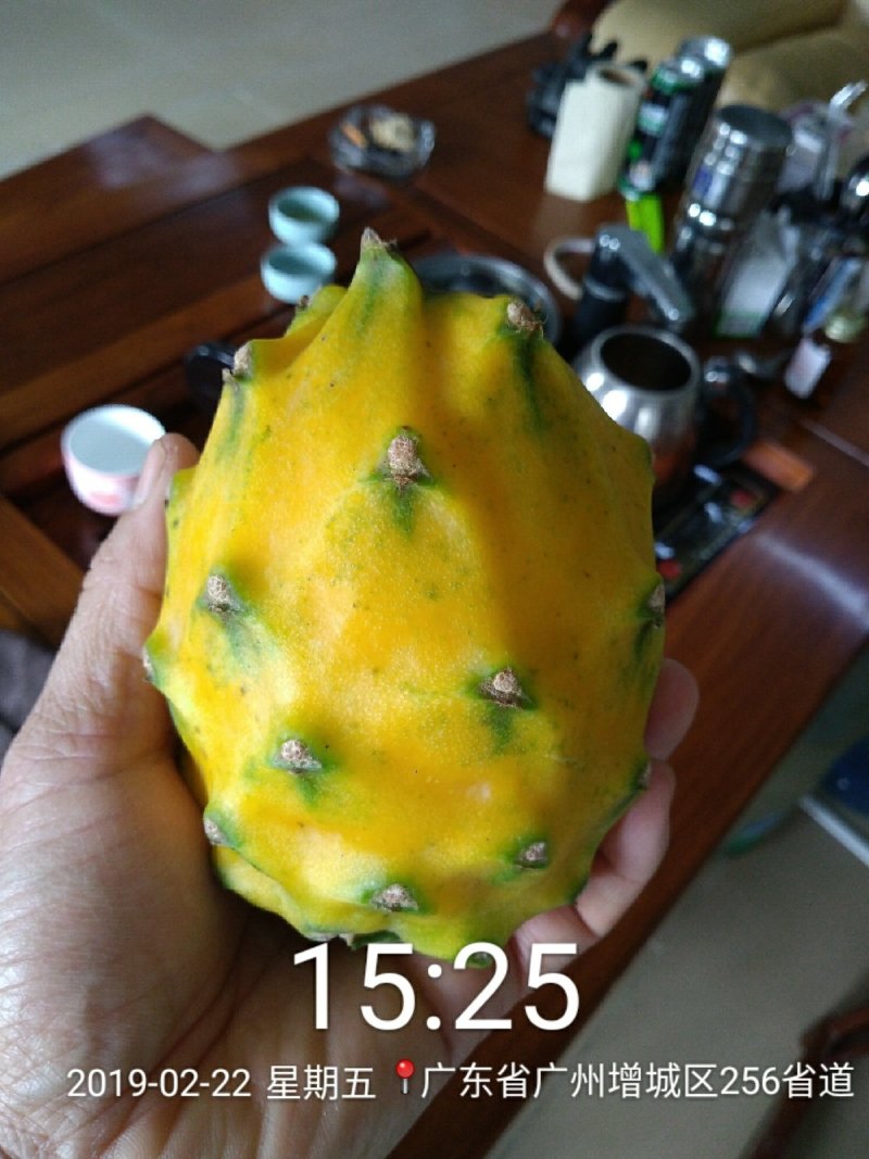 带根带芽燕窝果苗黄皮火龙果苗麒麟果苗燕窝火龙果苗