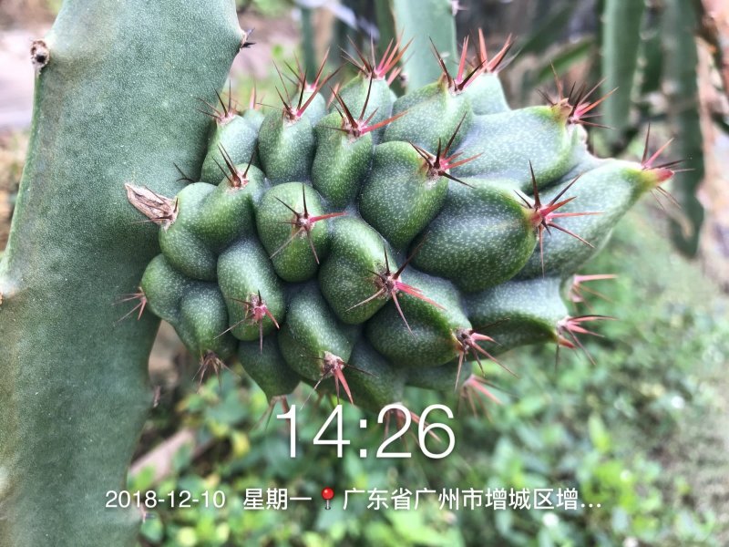 带根带芽燕窝果苗黄皮火龙果苗麒麟果苗燕窝火龙果苗