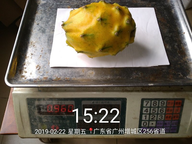 带根带芽燕窝果苗黄皮火龙果苗麒麟果苗燕窝火龙果苗