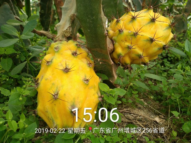 带根带芽燕窝果苗黄皮火龙果苗麒麟果苗燕窝火龙果苗