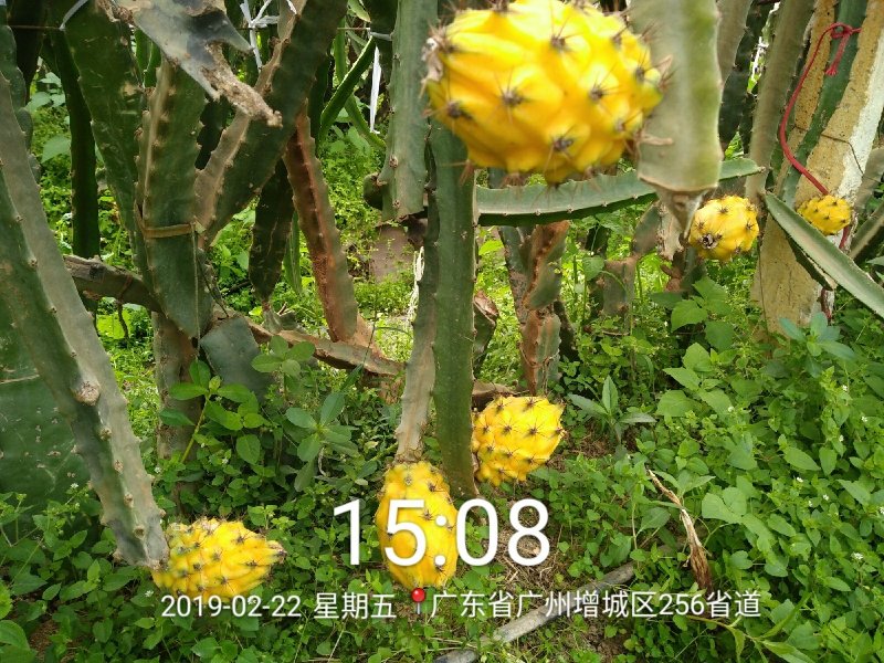 带根带芽燕窝果苗黄皮火龙果苗麒麟果苗燕窝火龙果苗