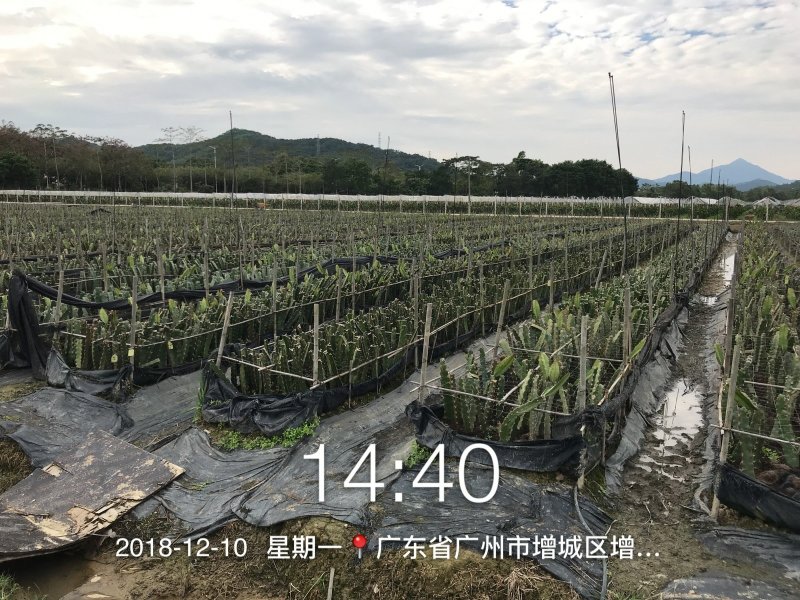 带根带芽燕窝果苗黄皮火龙果苗麒麟果苗燕窝火龙果苗