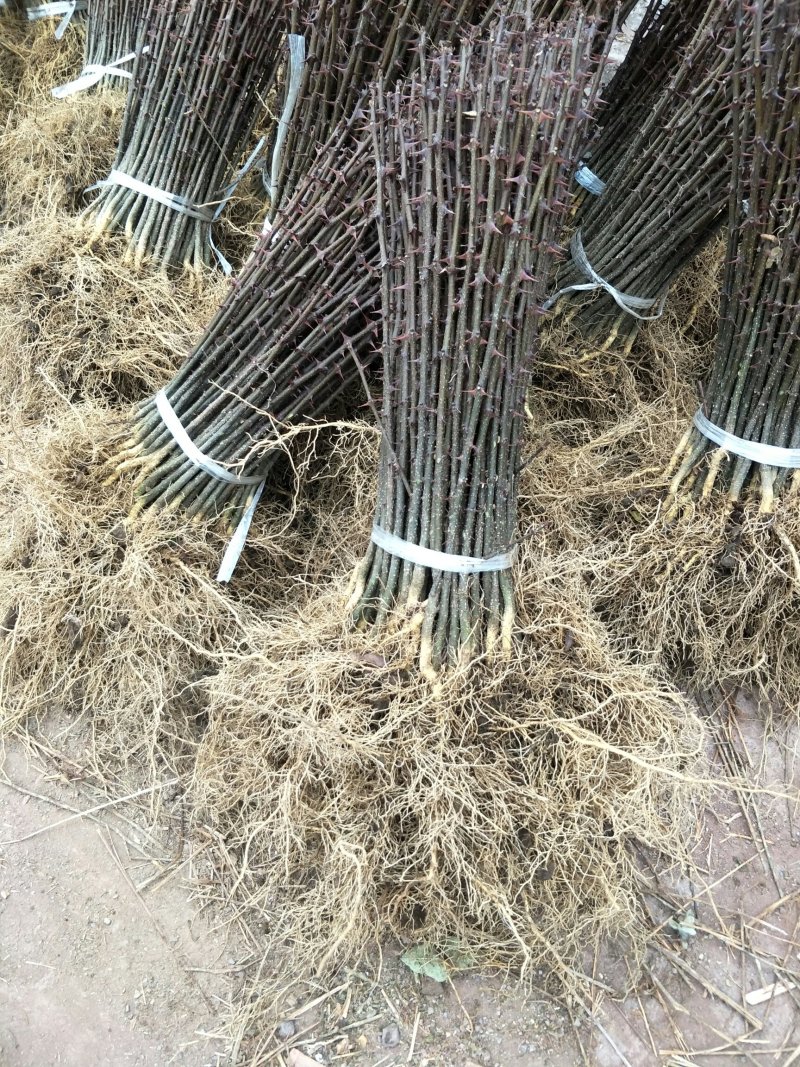 花椒苗汉源贡椒花椒苗1～2年苗，根系发达，成活率高