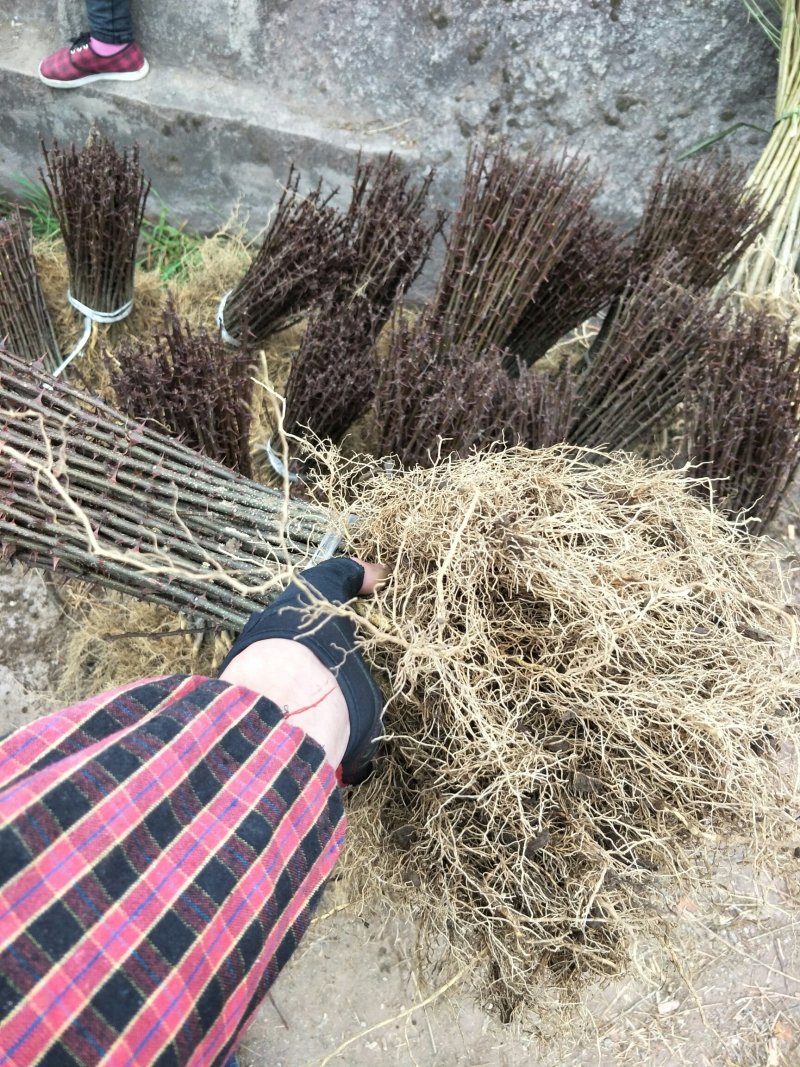 花椒苗汉源贡椒花椒苗1～2年苗，根系发达，成活率高