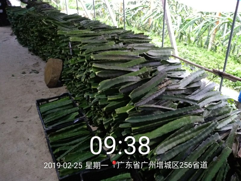 自花授粉红心火龙果苗金都一号台湾软枝大红苗