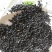韭菜子药用精品货好量大正品保证不满意可以退换货