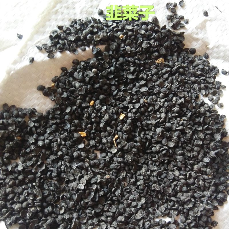 韭菜子药用精品货好量大正品保证不满意可以退换货