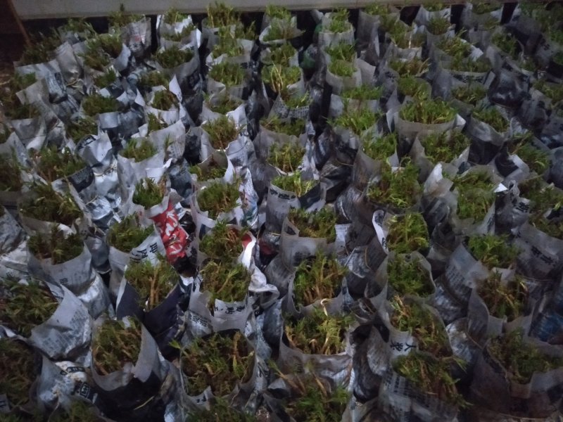 毛桃芽苗毛桃苗毛桃树苗广西苗木批发基地常年供应