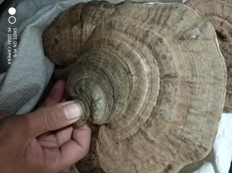 树舌扁芝货好量大，相不中可以退换