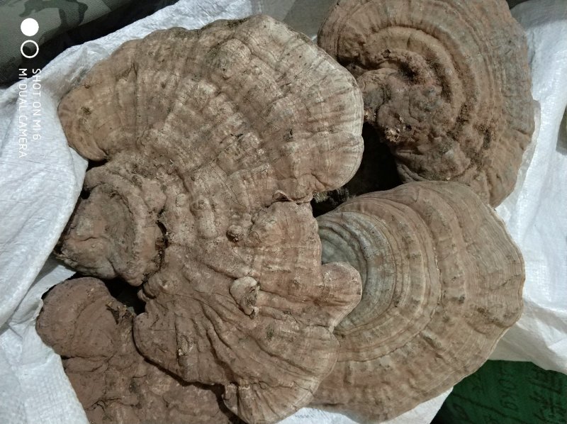 树舌扁芝货好量大，相不中可以退换