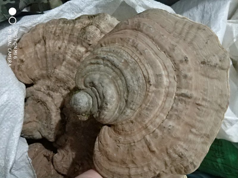 树舌扁芝货好量大，相不中可以退换