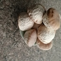 风流果产地直发货好量大代抓各种药方，