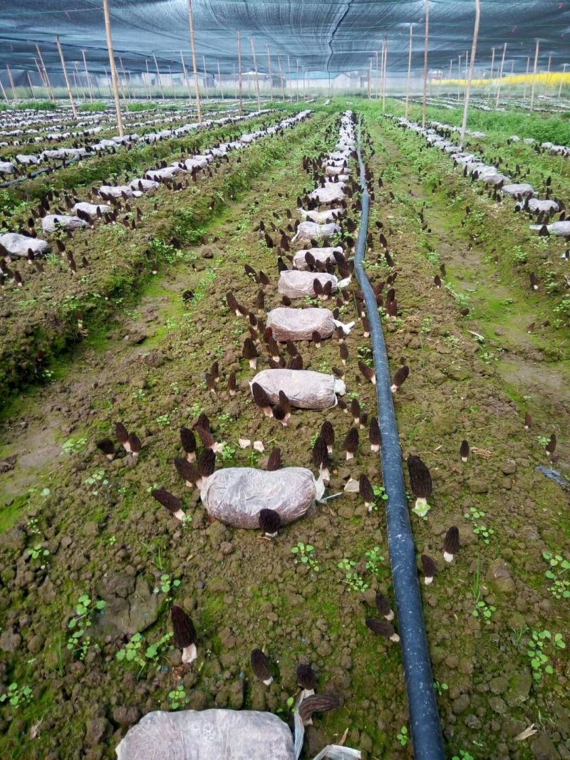 产地直供羊肚菌；剪柄统货(大、中、小)。