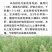 藜麦种子