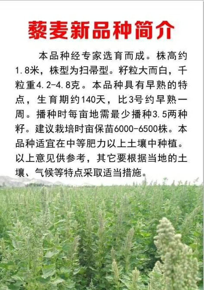 藜麦种子