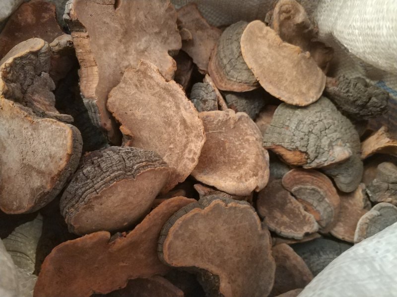 槐耳别名槐蛾槐菌槐鸡槐鹅槐树木耳槐东北产