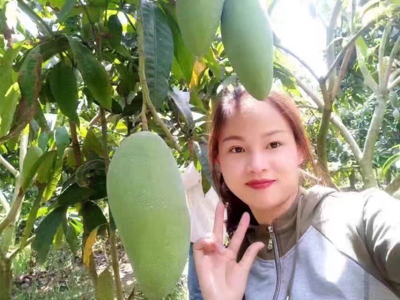 越南大青芒，9斤42块，包邮！批发，支持微商电商一件代发