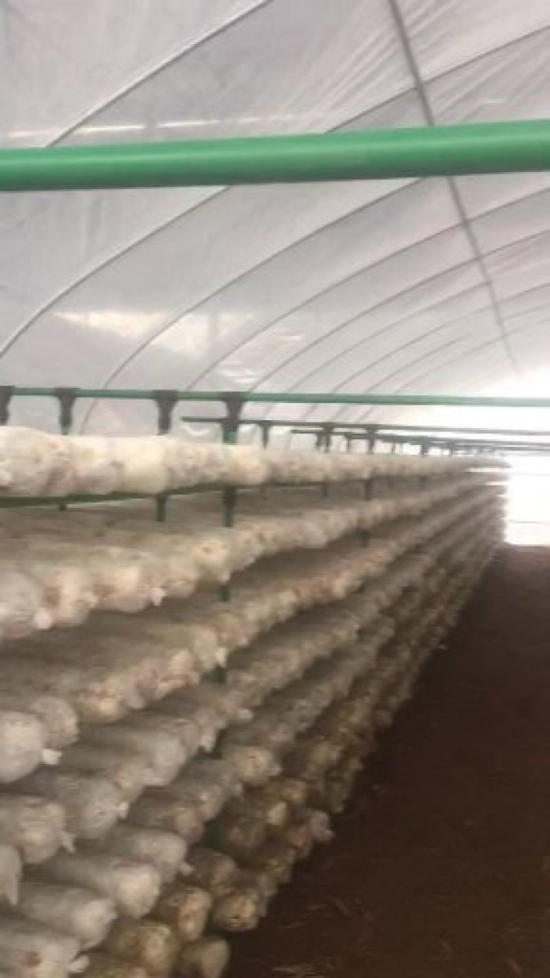 温室大棚包塑管蘑菇架大棚配件蔬菜大棚养殖大棚