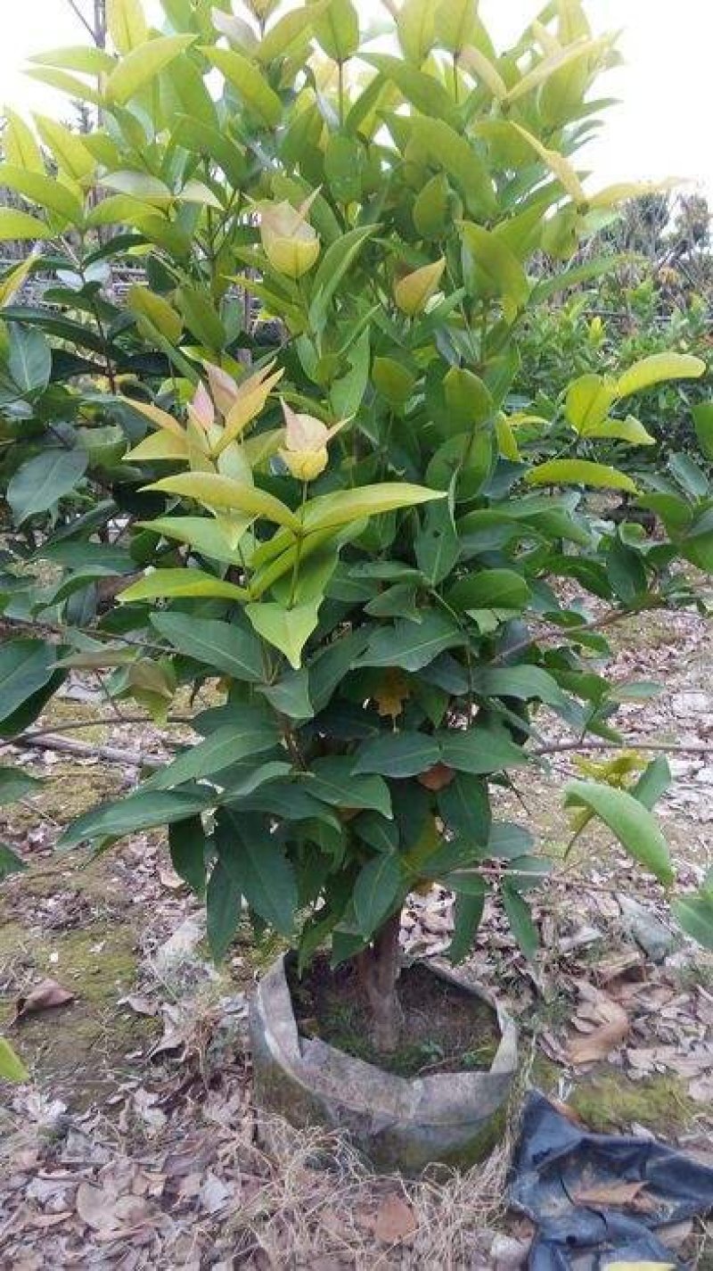 莲雾种苗