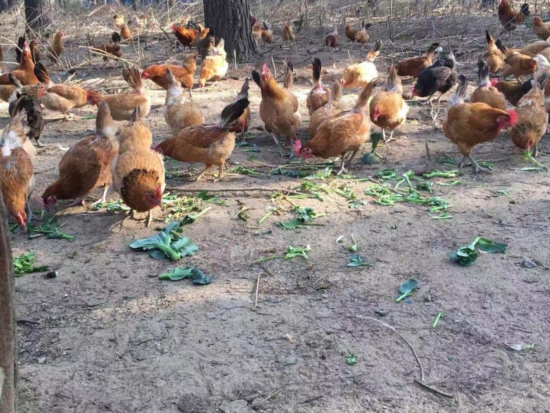 江汉鸡15个月