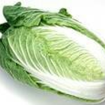 大量供应新白菜