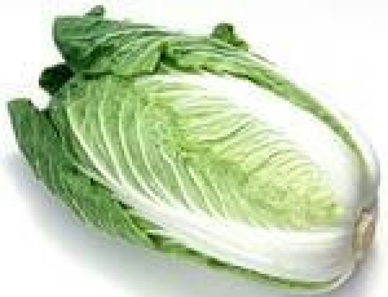大量供应新白菜