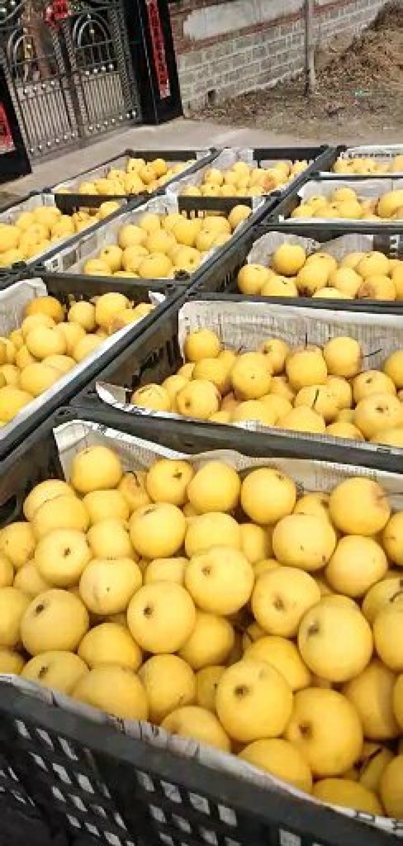 绥中优质黄花梨花盖梨东北冻梨产地对接大量供应